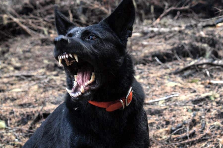 Dog Bite Injury Attorneys