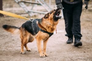 dog bite